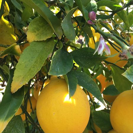 Lemon Tree Hotel Seget Donji Exterior photo