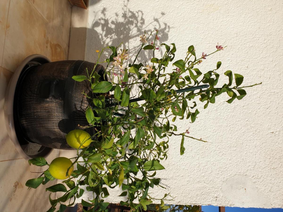 Lemon Tree Hotel Seget Donji Exterior photo