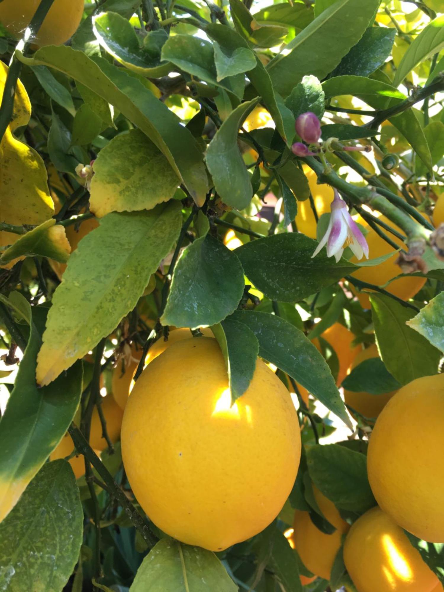 Lemon Tree Hotel Seget Donji Exterior photo
