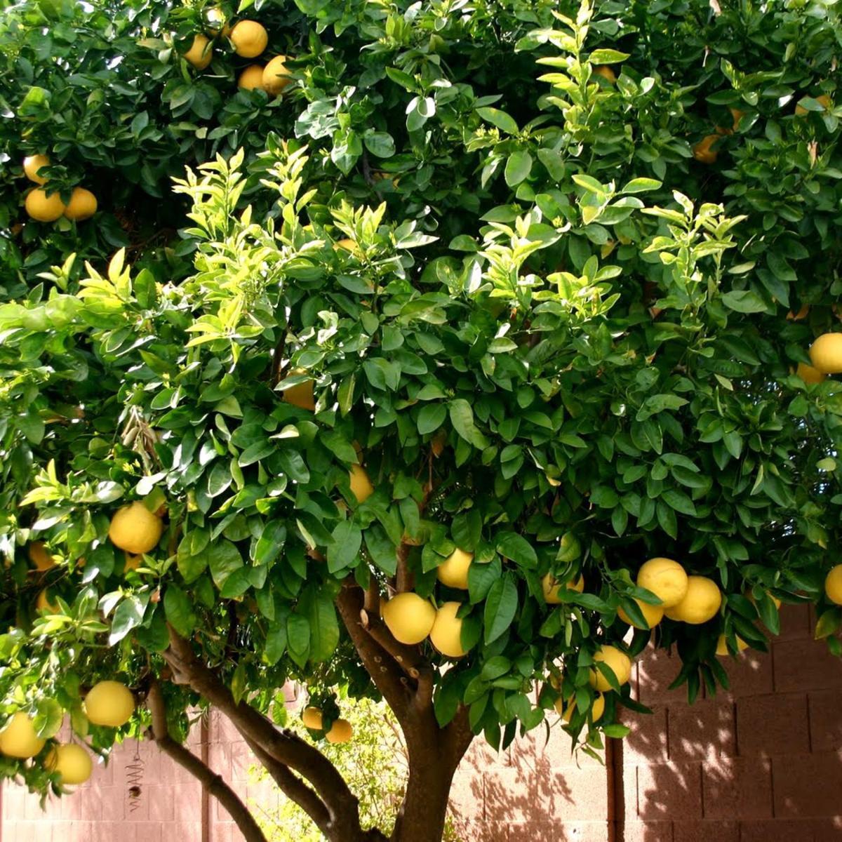 Lemon Tree Hotel Seget Donji Exterior photo